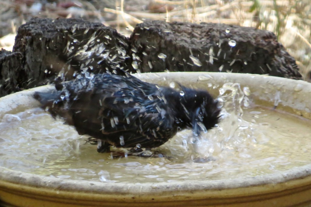 Starling enjoying a bath 