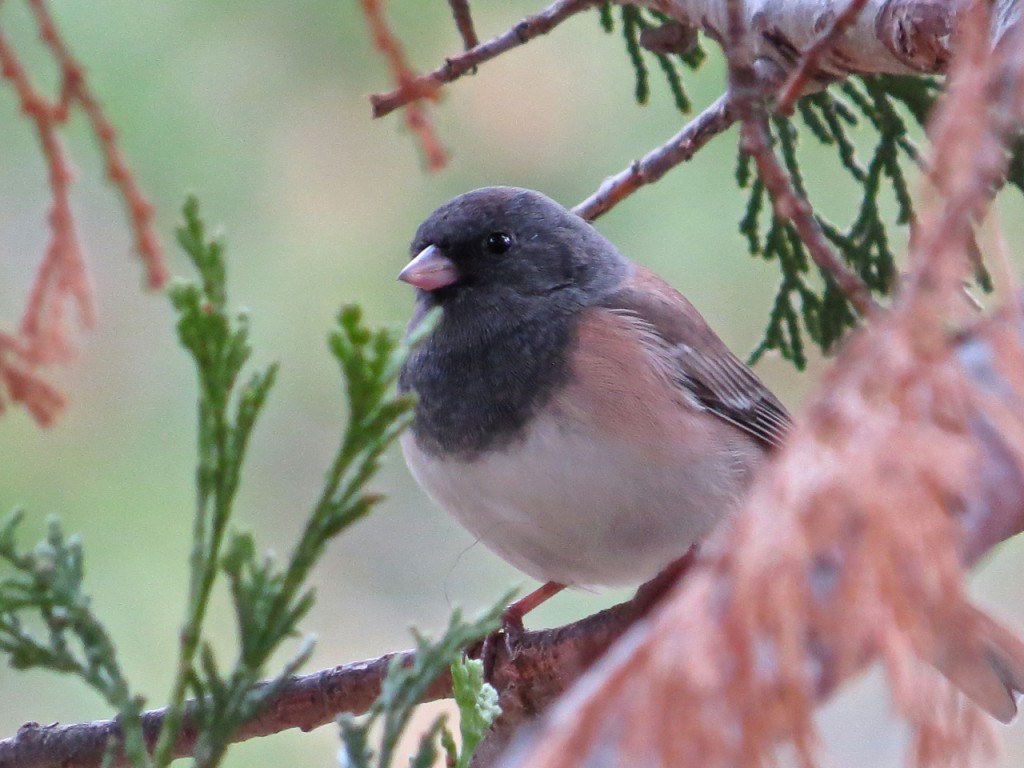 Junco