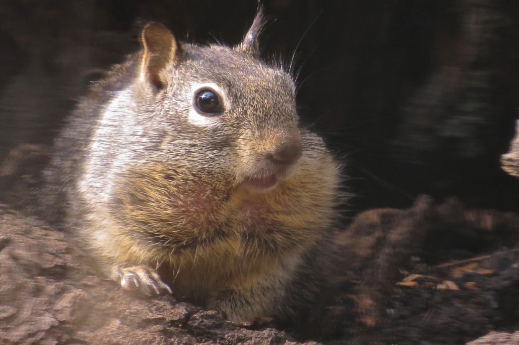 02.20.15 Ground Squirrel