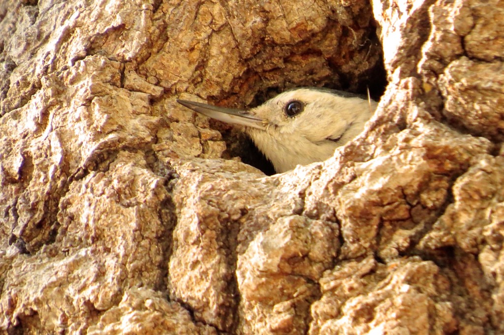 04.03.15 Nuthatch Fledger