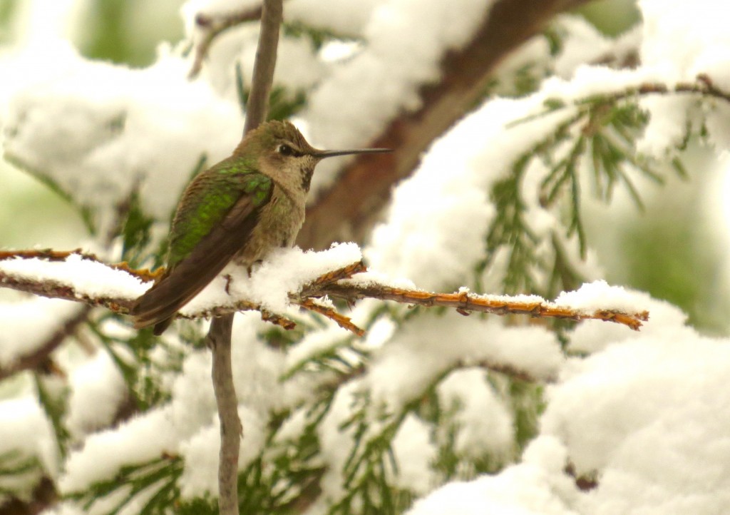 05.08.15 Hummer in Snow