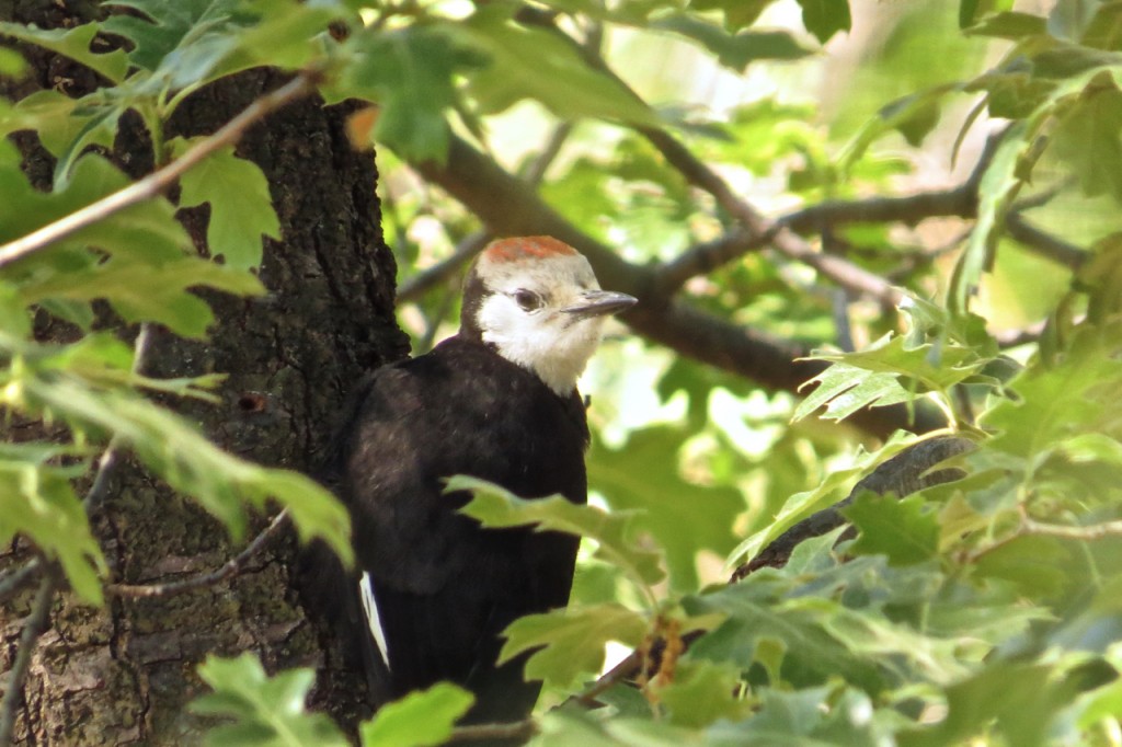 06.13.15 White-Headed Woodpecker