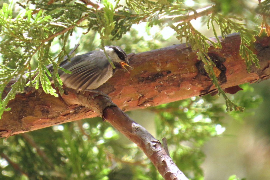 06.16.15 Chickadee