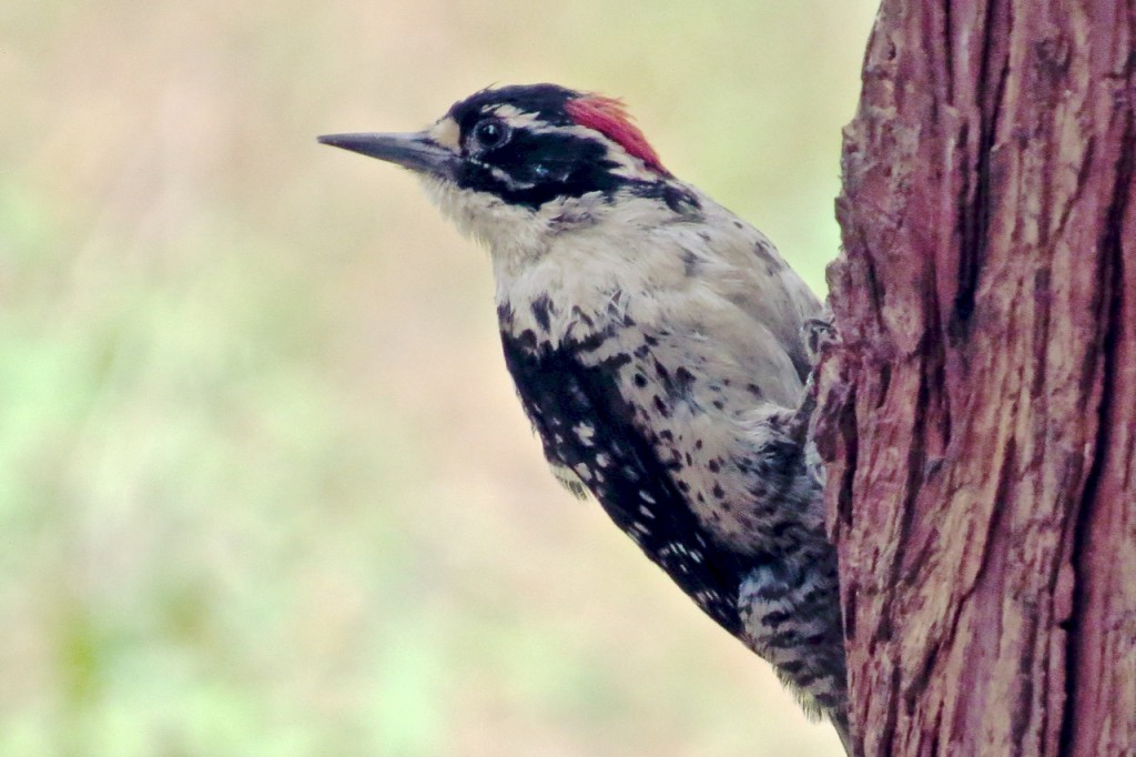 06.18.15 Nuttall's Woodpecker