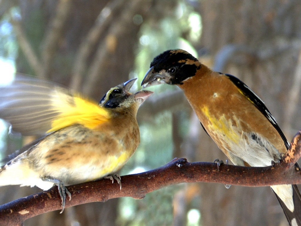 Grosbeak feeding fledger - Version 2