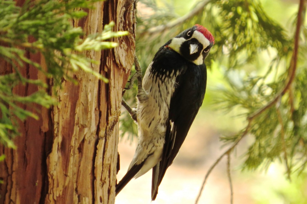 06.22.15 Acorn Woodpecker