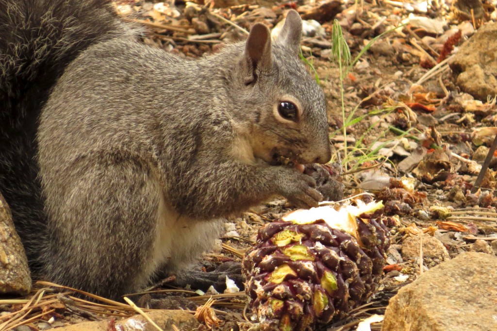 06.26.15 Squirrel