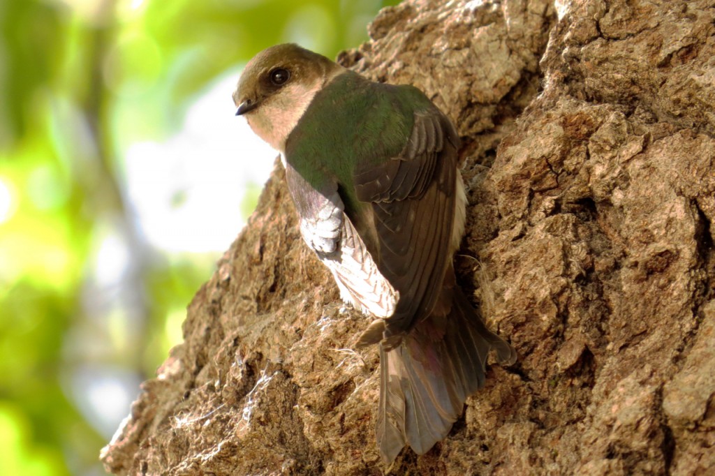 Violet Green Swallow