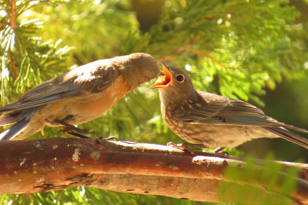 Bluebirds