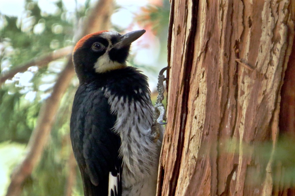 08.28.15 Acorn Woodpecker