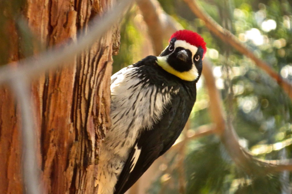 12.27.15 Acorn Woodpecker