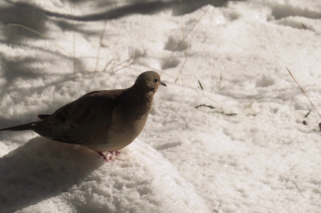 12.29.15 Dove