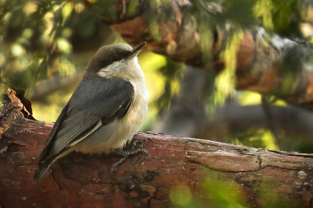 01.02.16 Nuthatch