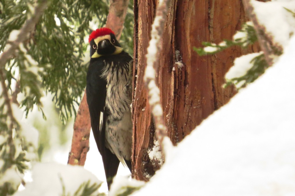 01.07.16 Acorn Woodpecker