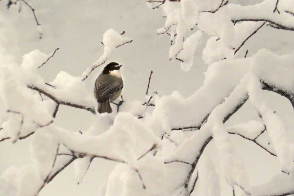01.07.16 Bird in Snow