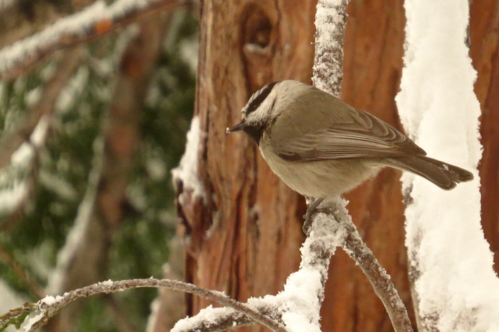 01.07.16 Chickadee