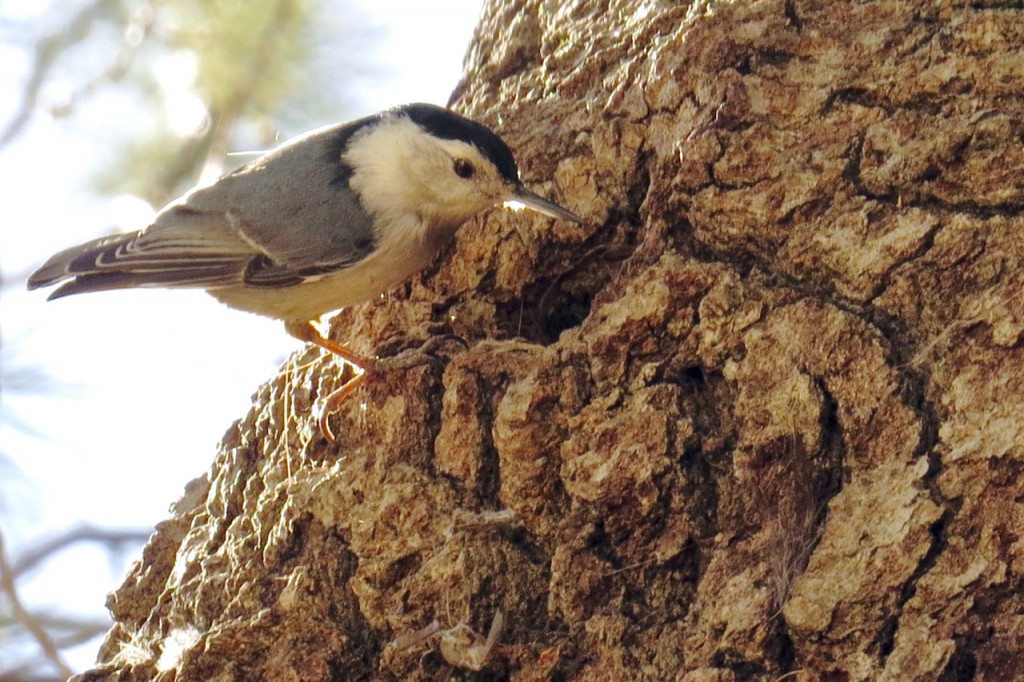 03.17.16 Nuthatch