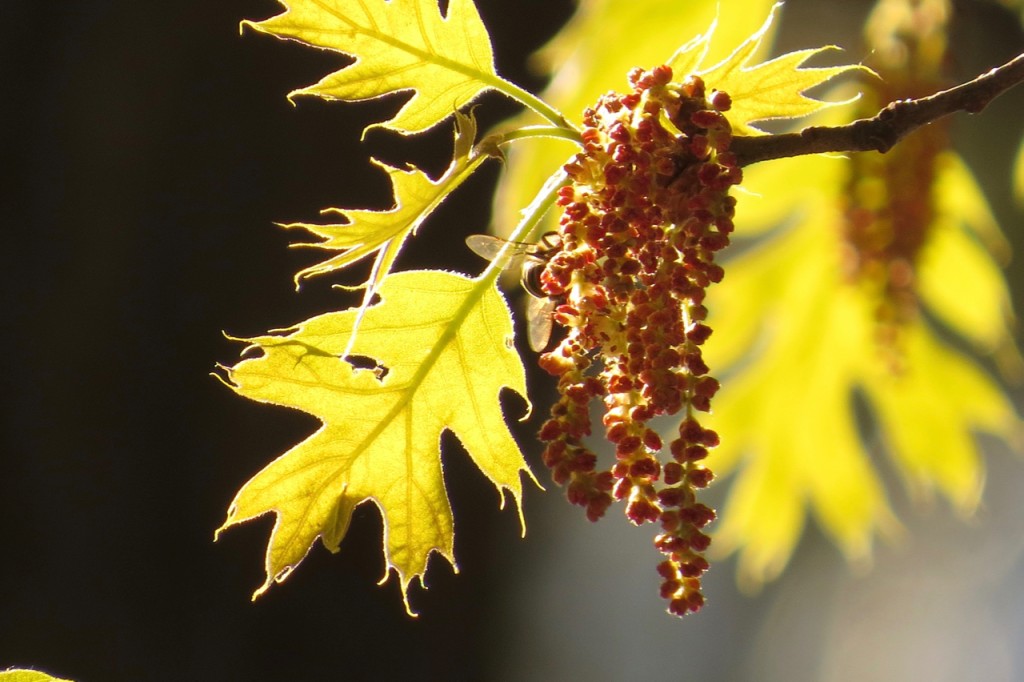 05.11.16 New Oak Leaves