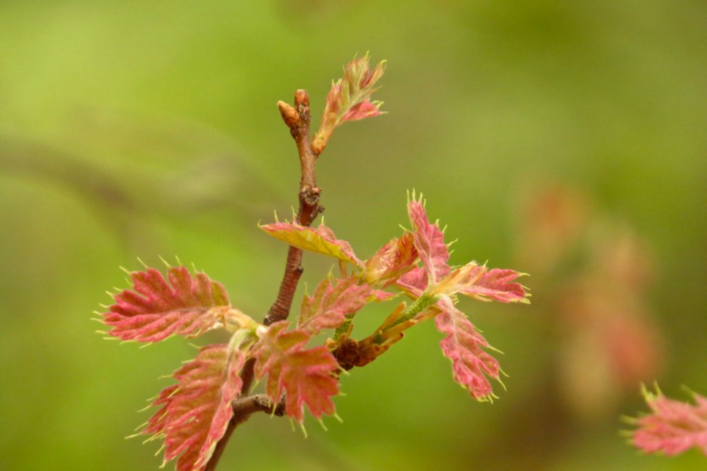 05.13.16 New Oak Leaves