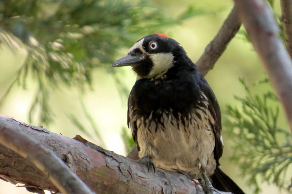 06.20.17 Acorn Woodpecker